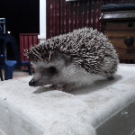 peeraphan